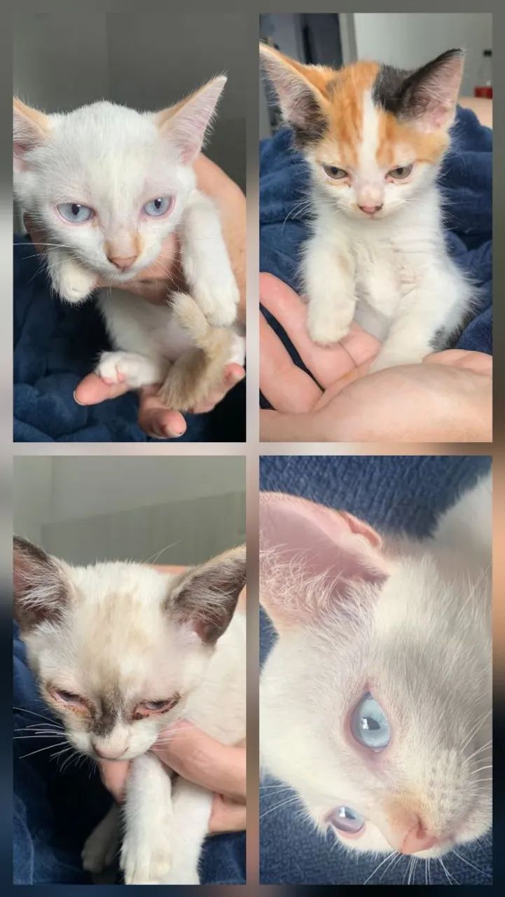 Doação de gatinhos filhotes - Foto 5