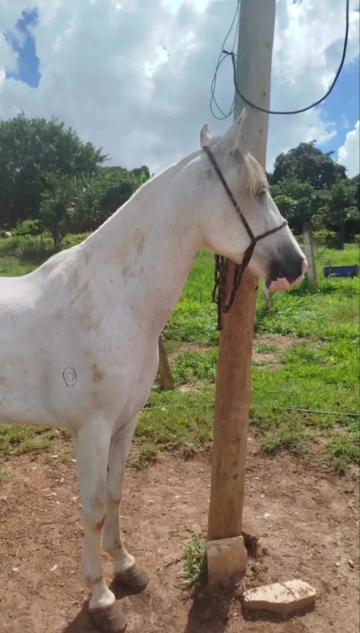 Cavalo - Foto 4