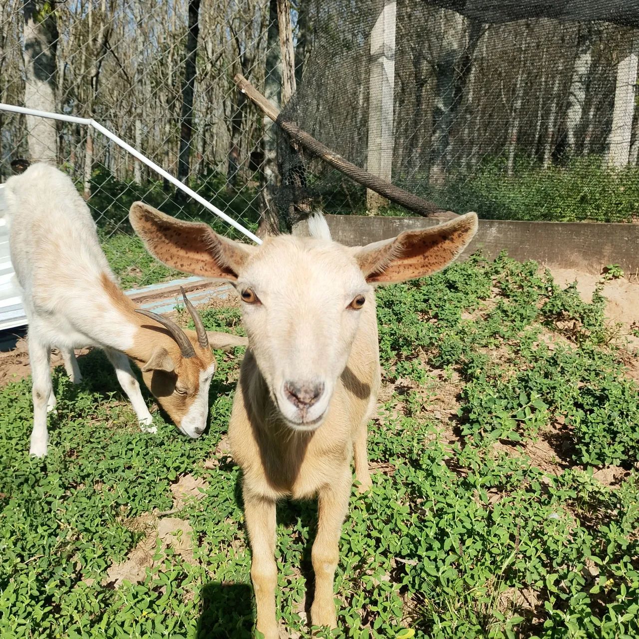 Vendo cabras - Foto 2