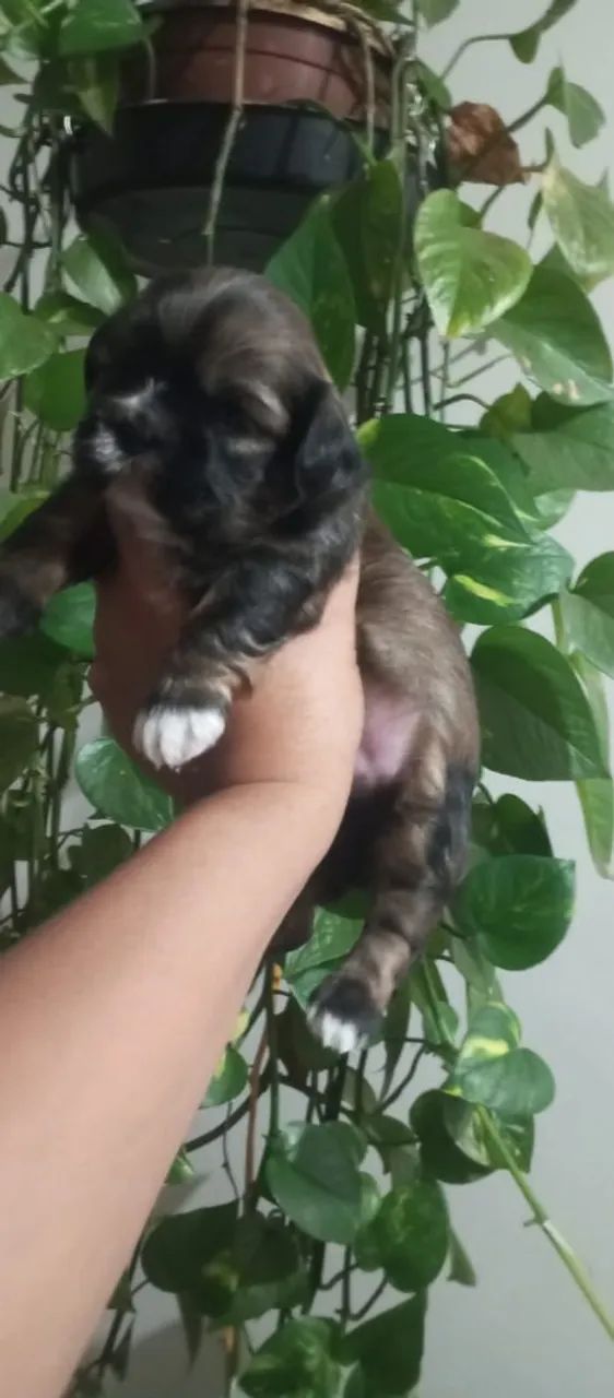 Vendo lindos filhotes de shituzz 