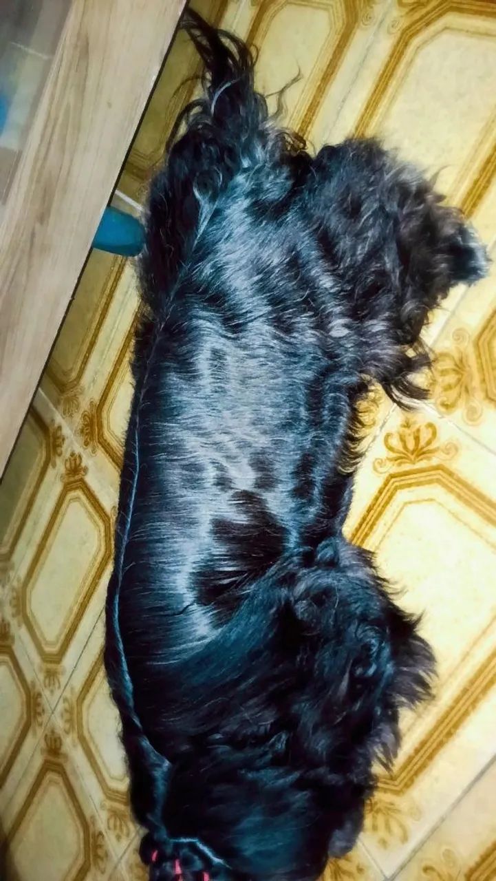Shih tzu em busca de namorada - Foto 4