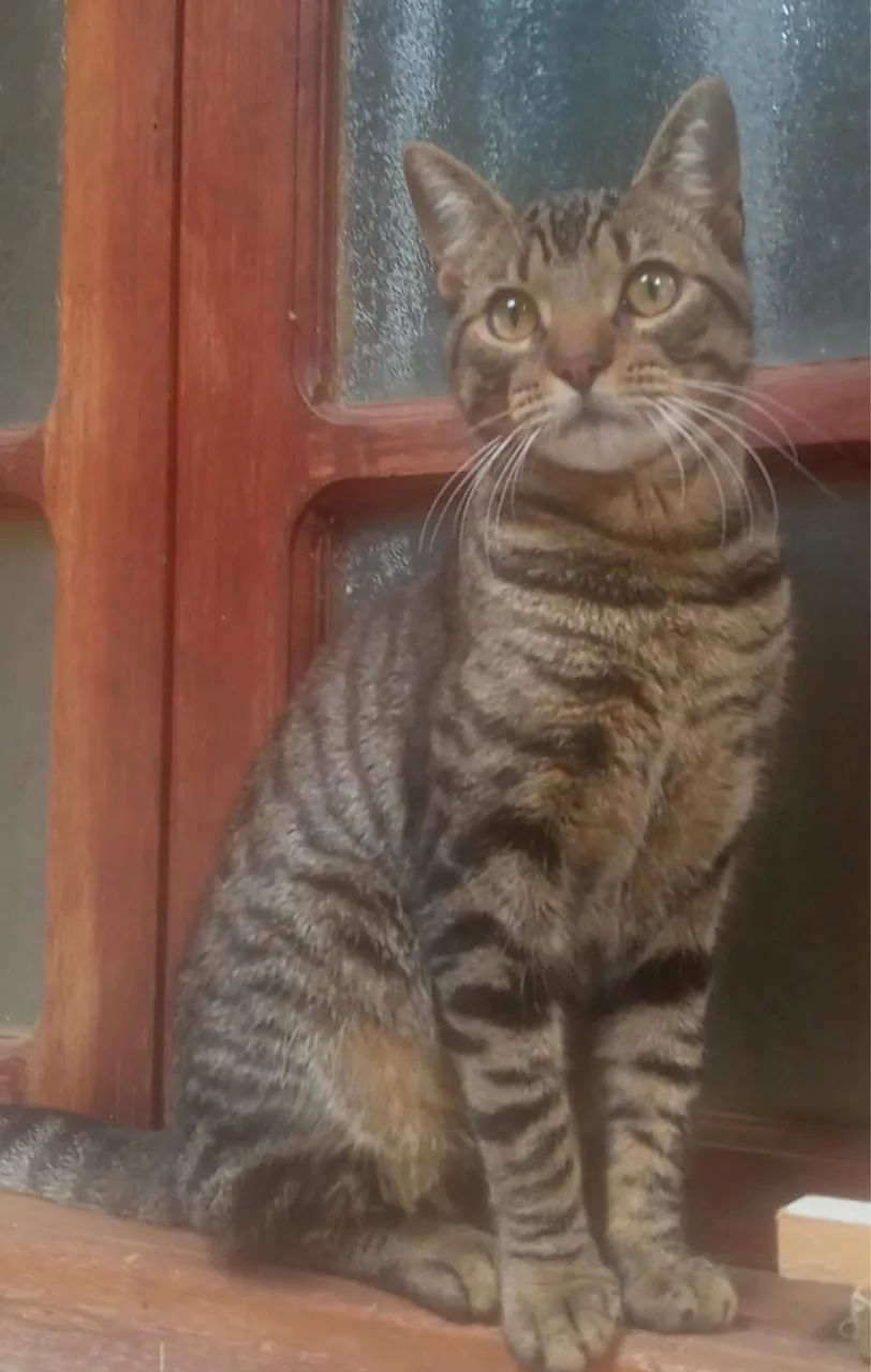 Doa-se gato