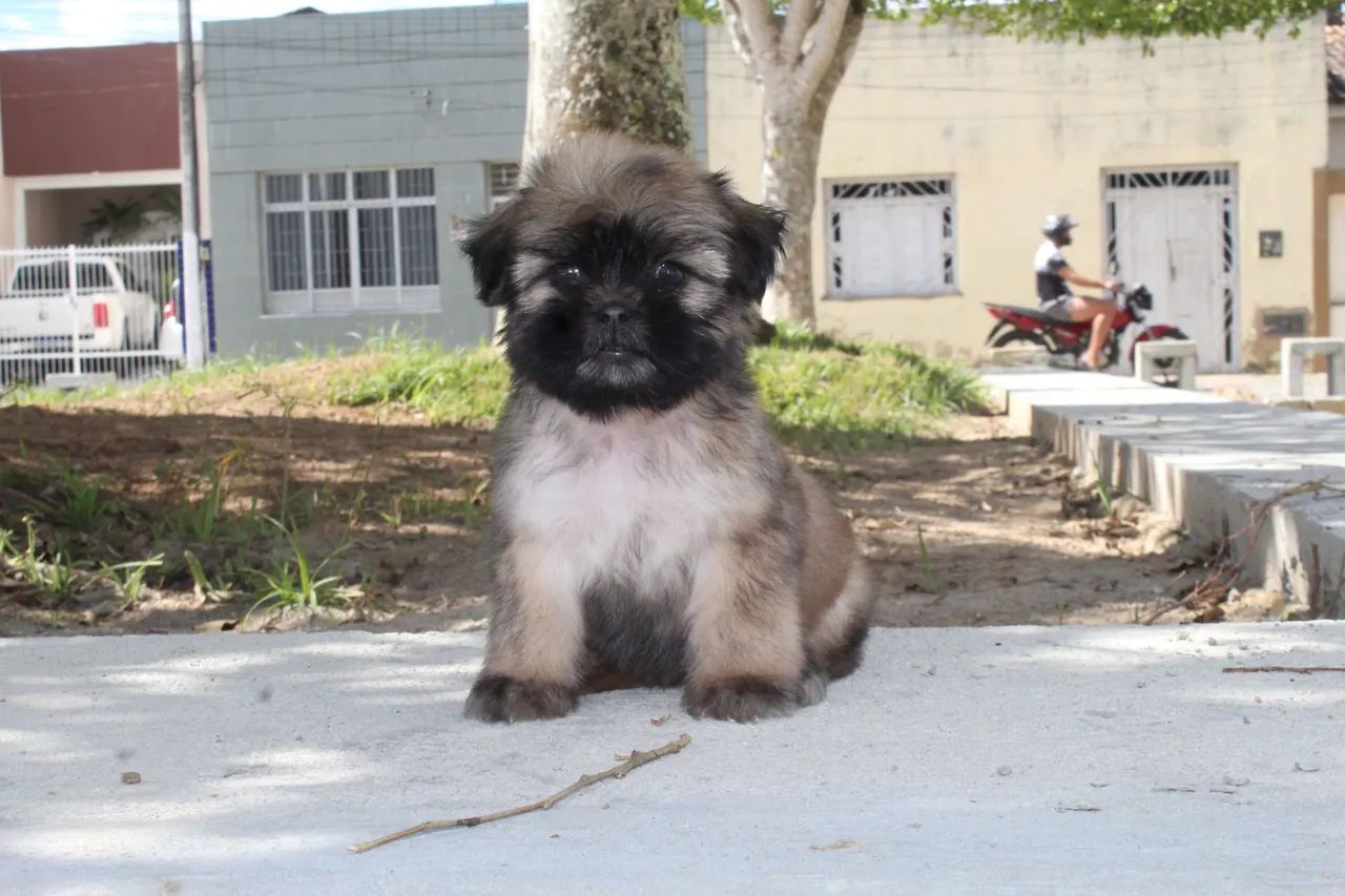 Shih Tzu - Foto 2
