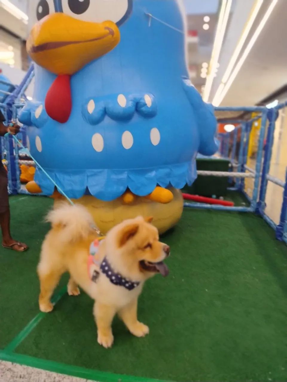 Cachorro chow-chow - Foto 4