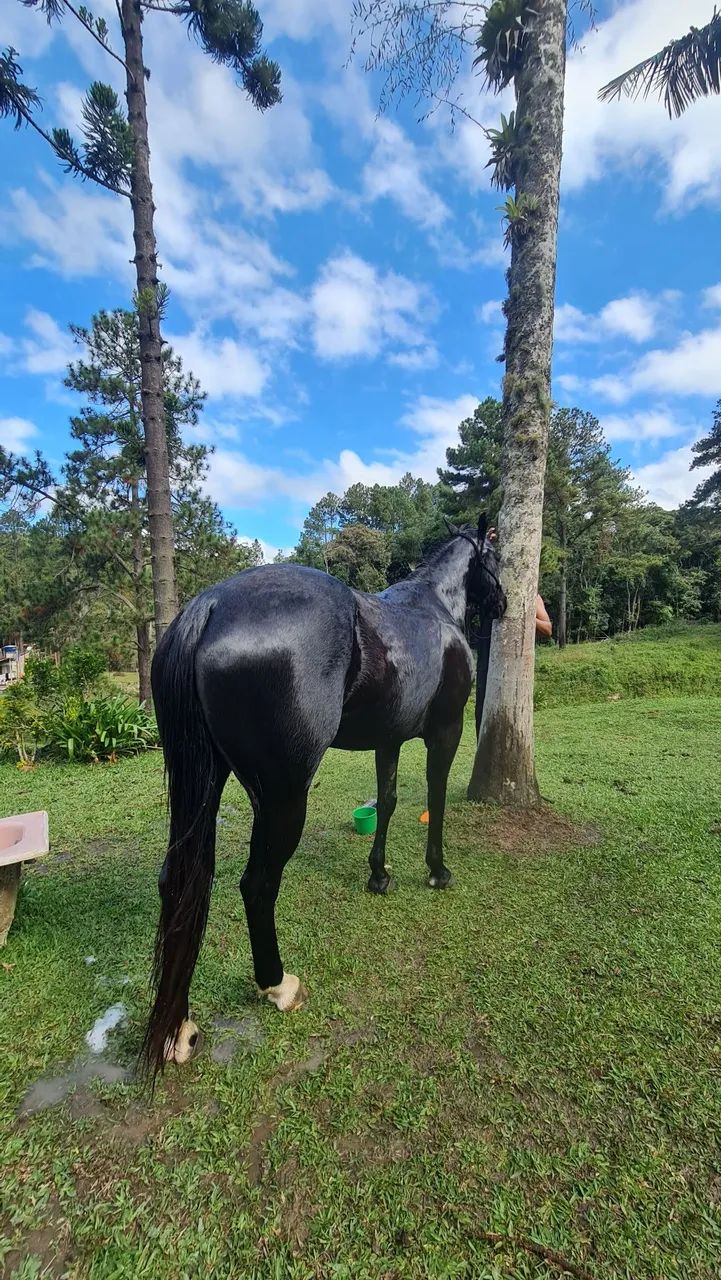 Égua Quarto de Milha Linda - Foto 3