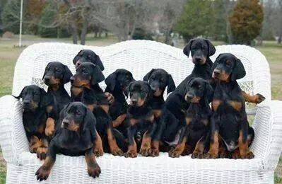 Doberman Marrom e Preto disponiveis 