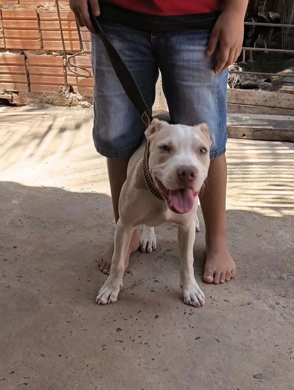 Cachorros  - Foto 2