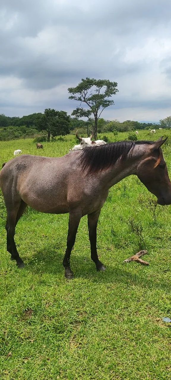 Potra quarto de milha com mangalarga  - Foto 3