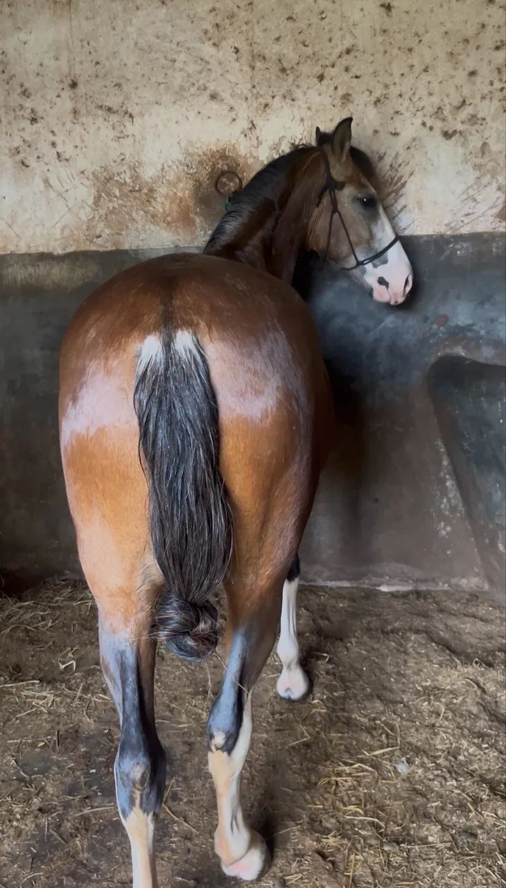 Cavalo Mangalarga - Foto 5