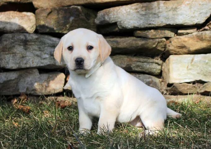 Labrador Retriever,Labrador Retriever Filhote Disponível Entrega Facilitada