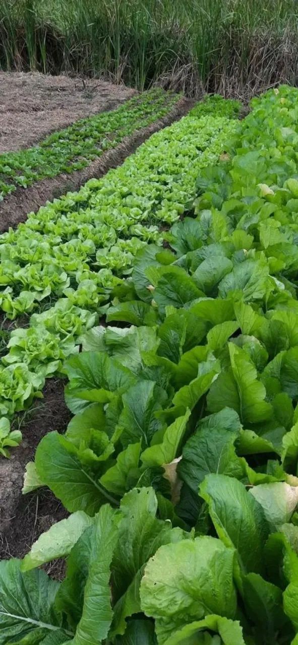 Hortaliças abobora jilo coive alface quiabo - Foto 2