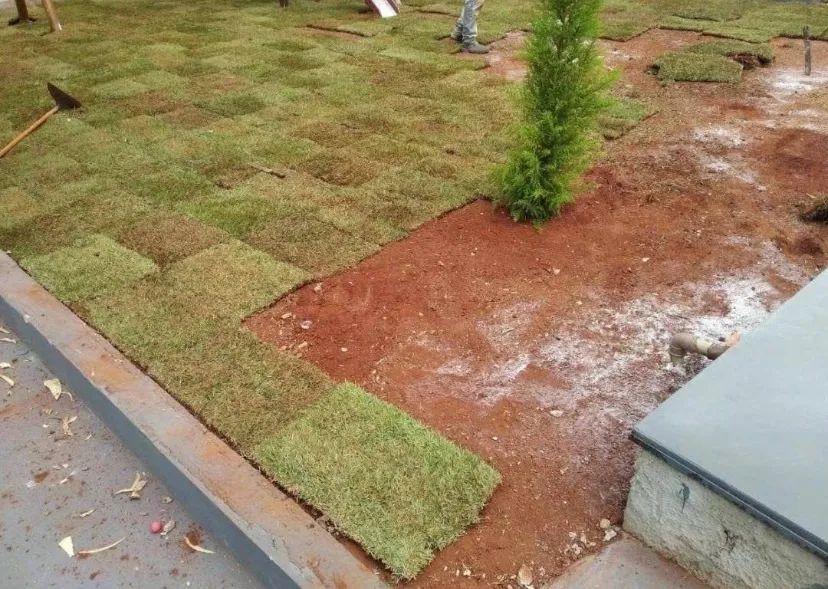 Grama de qualidade  - Foto 2