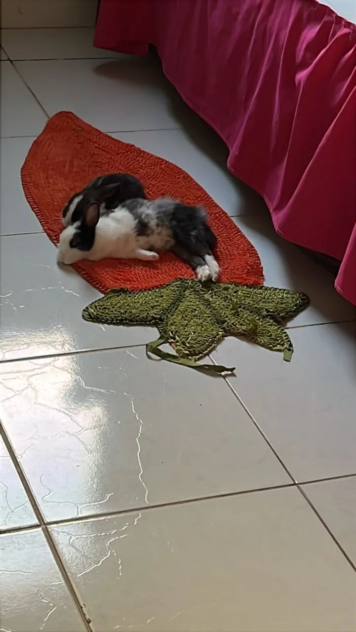 Dois coelhos 