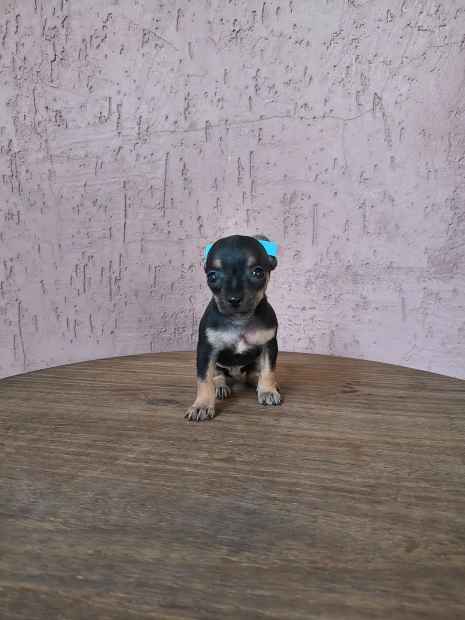 Pinscher mini 