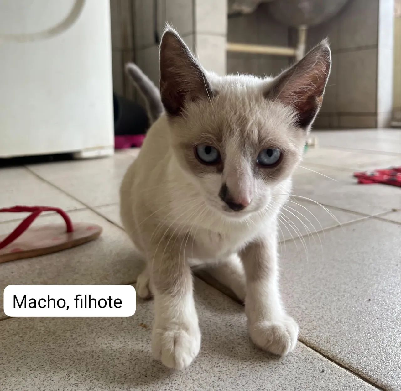 Doação de gatinhos 
