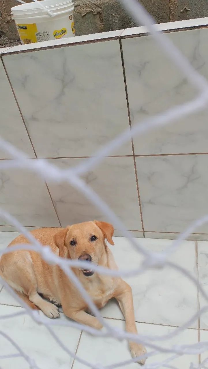 Labradora Mel  - Foto 3
