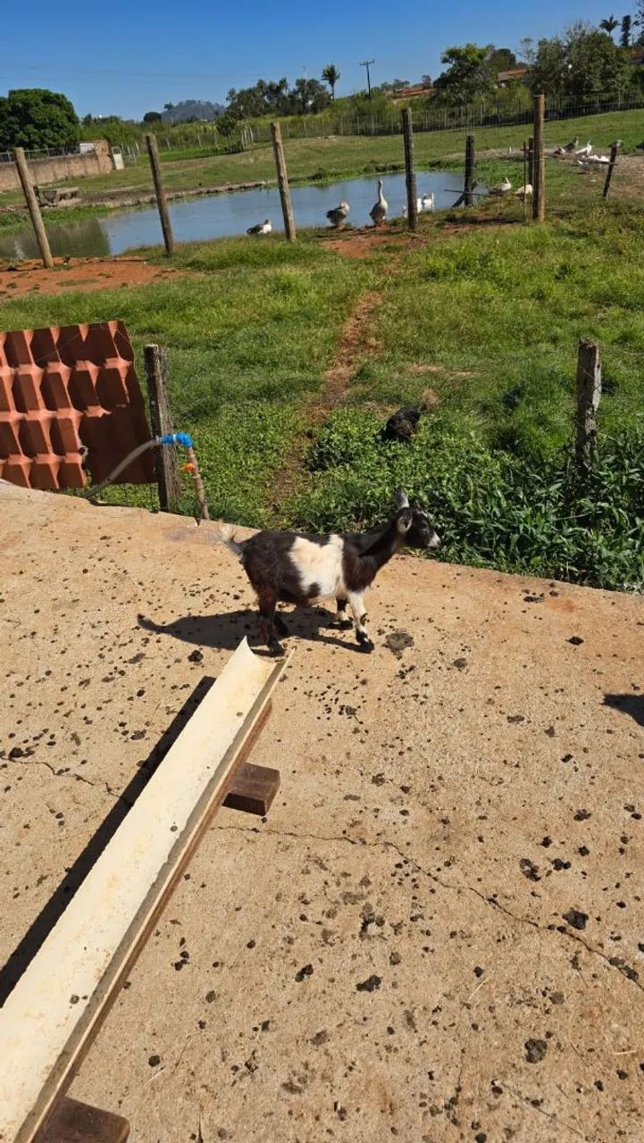 Mini Cabra/ Mini bode /pet do momento - Foto 4