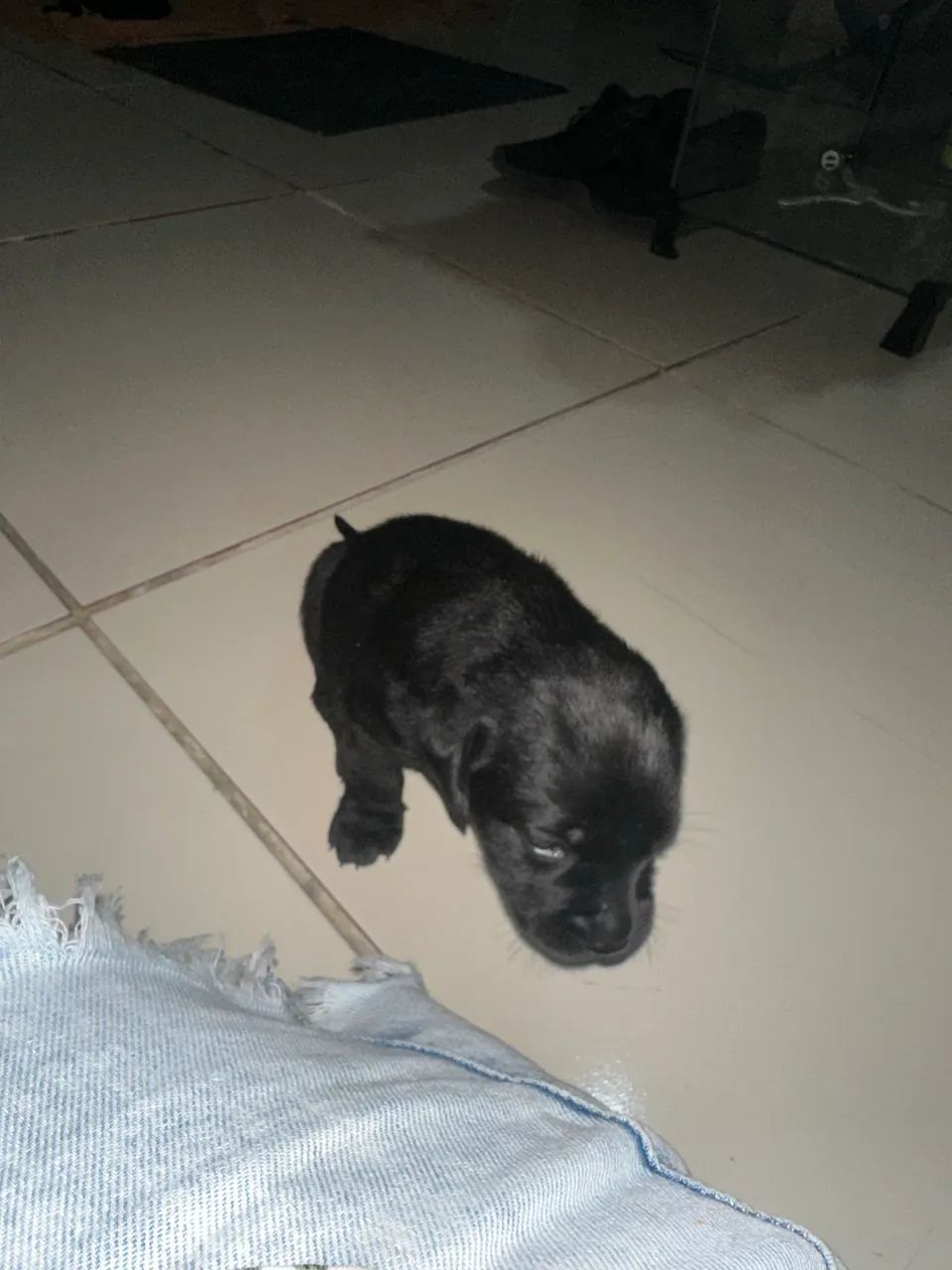 Filhote de labrador  - Foto 4