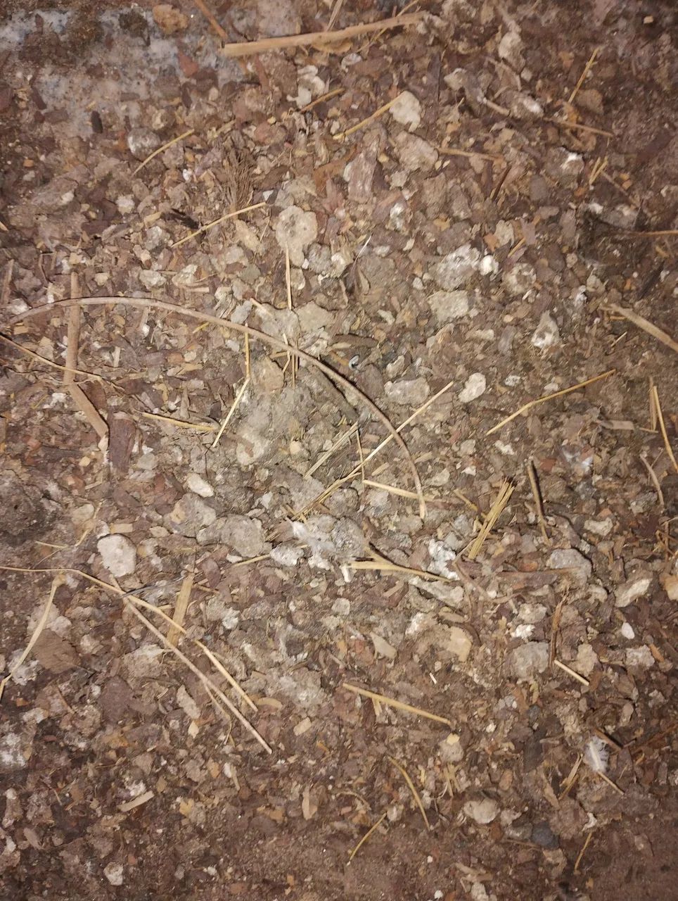 Esterco de galinha