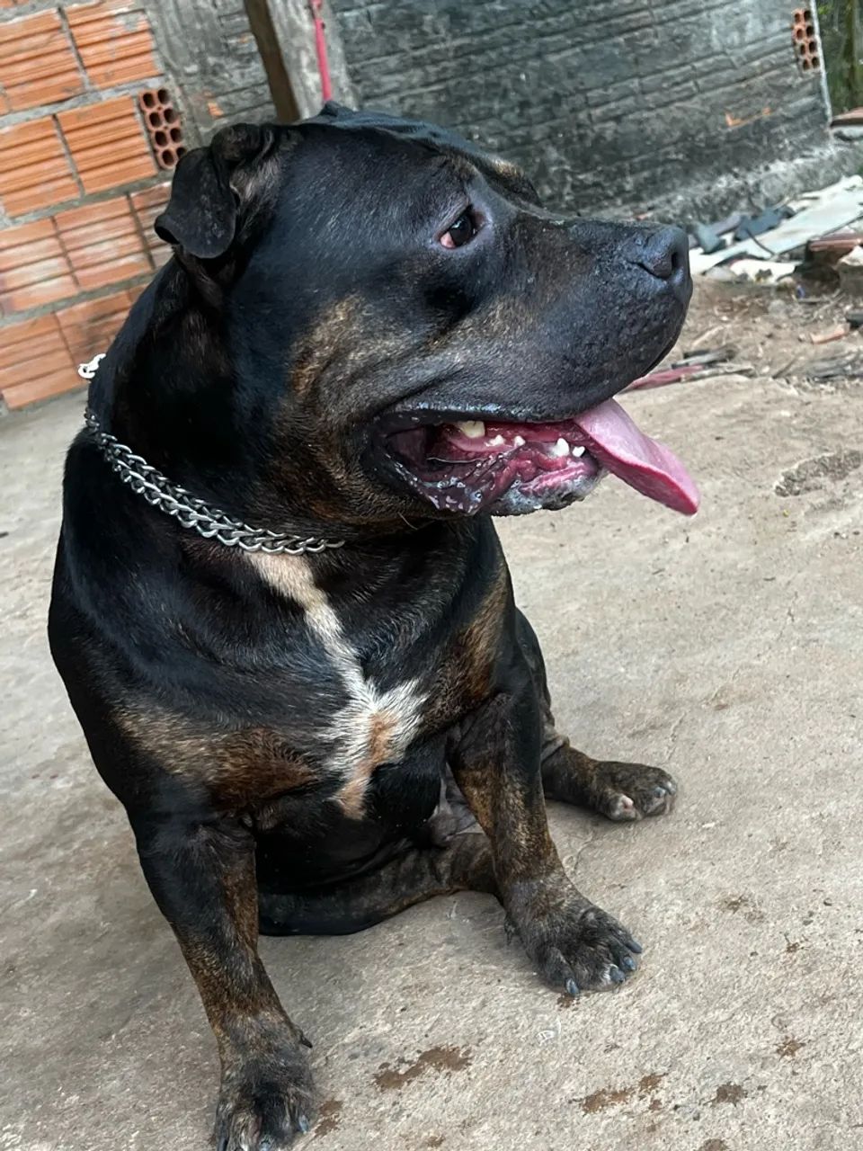 Cachorro - Foto 3