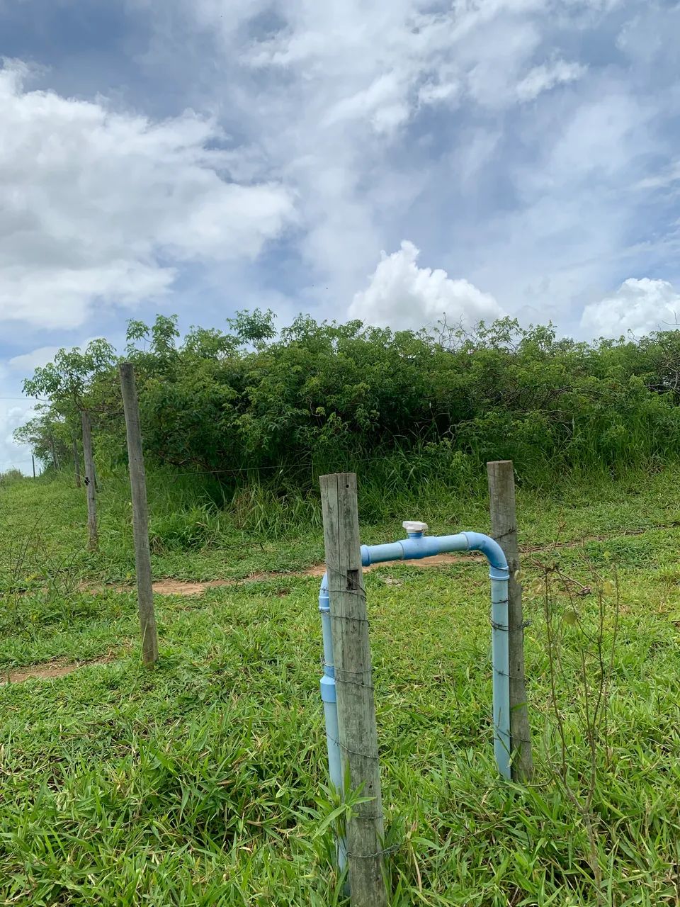 Mandioca Pornunça- mudas de toda a plantação  - Foto 3