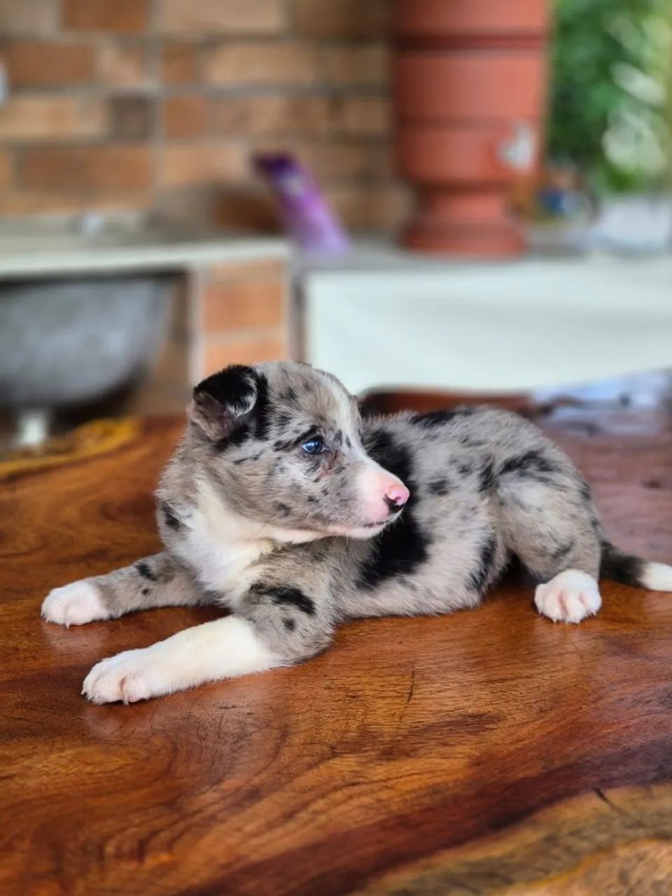 SEMPRE SONHOU EM TER UM BORDER COLLIE? ESSA É A SUA OPORTUNIDADE! - Foto 4