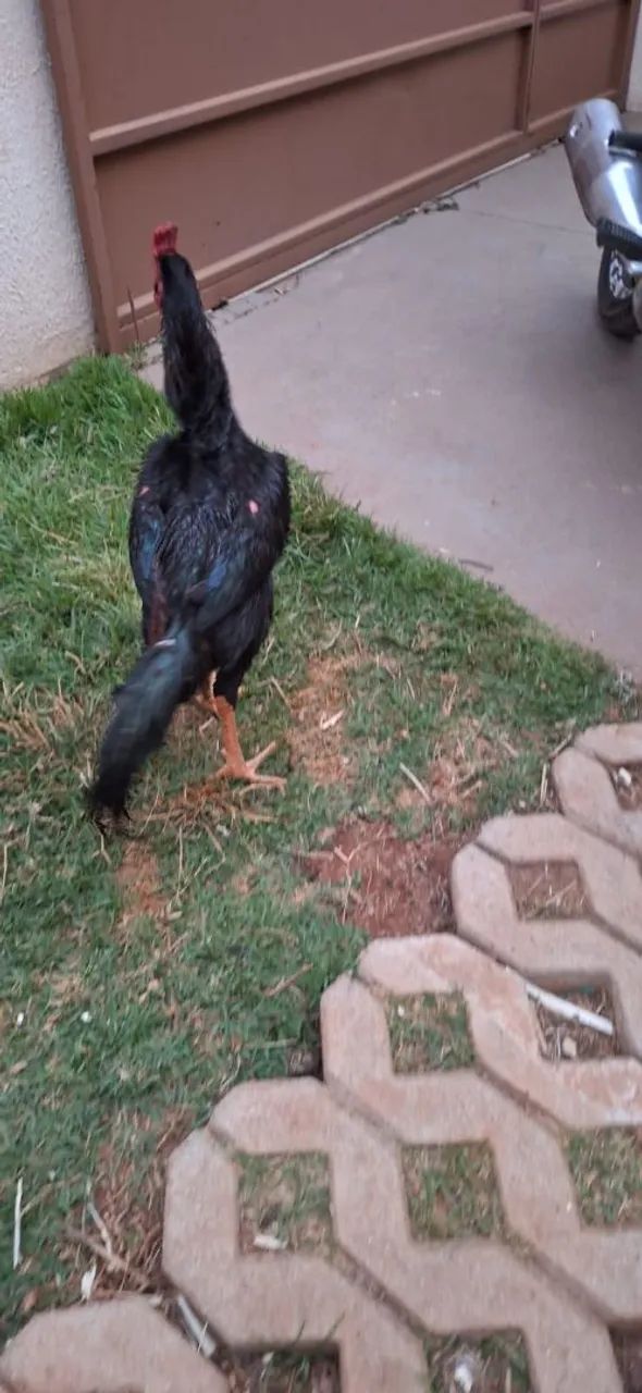 Frango  - Foto 4