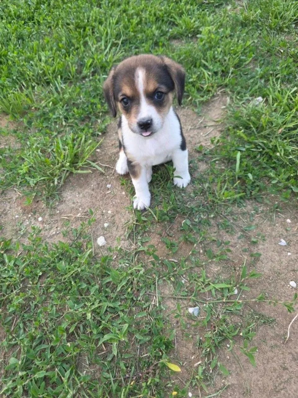Beagle pronto para novo lar 
