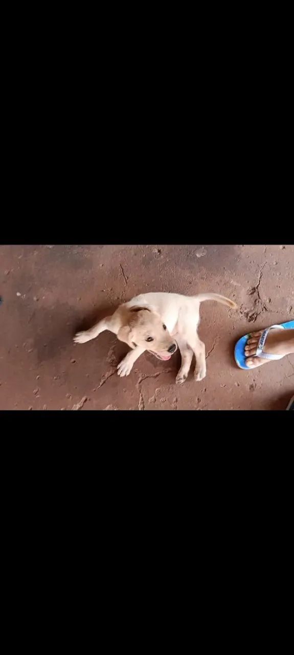 Labrador  - Foto 3