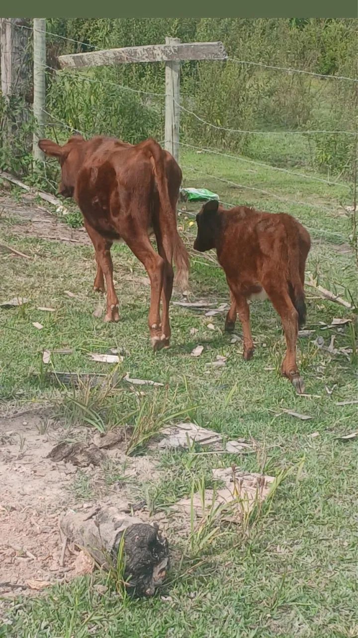 Avenda lindo burro filho de jumento pega em égua manga larga  - Foto 4