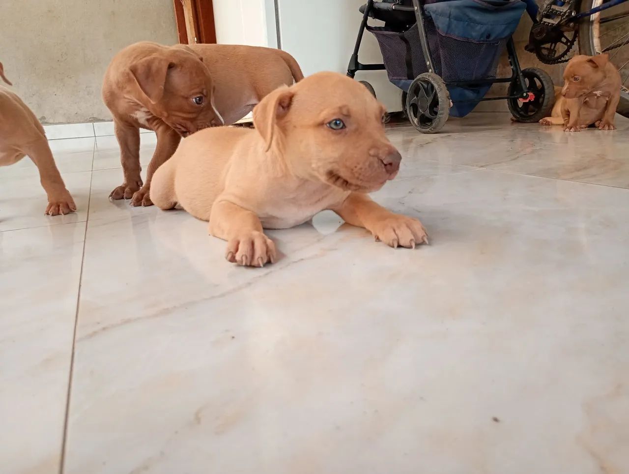 vende-se Pit Bull 