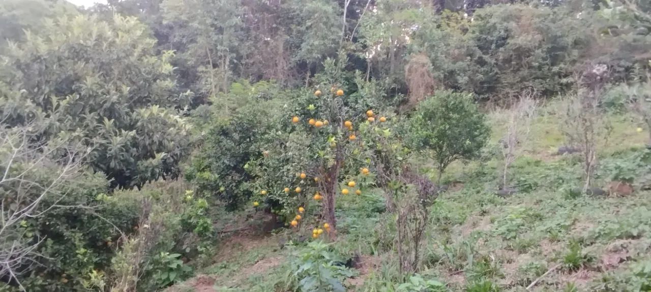 Grande oportunidade  - Foto 2