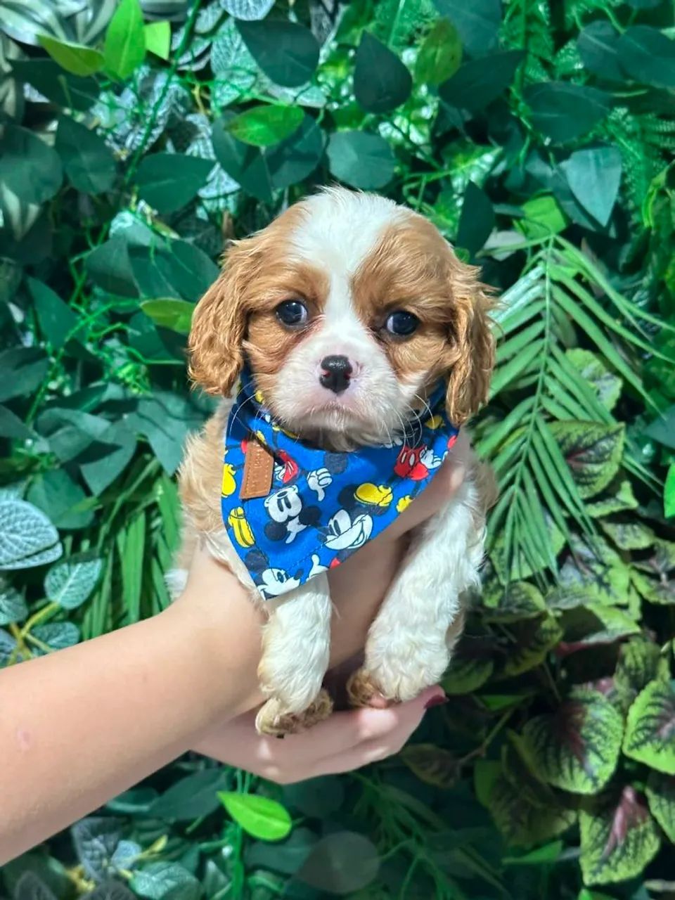 CAVALIER KING CHARLES SPANIEL!!