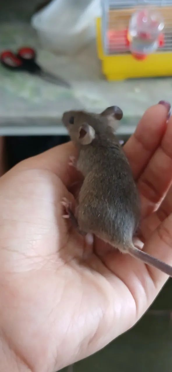 Mice64962660930435120