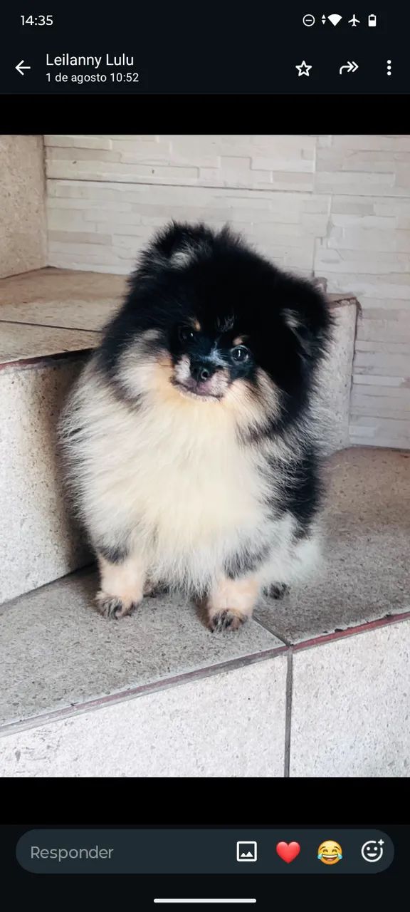 Lulu da Pomerânia 