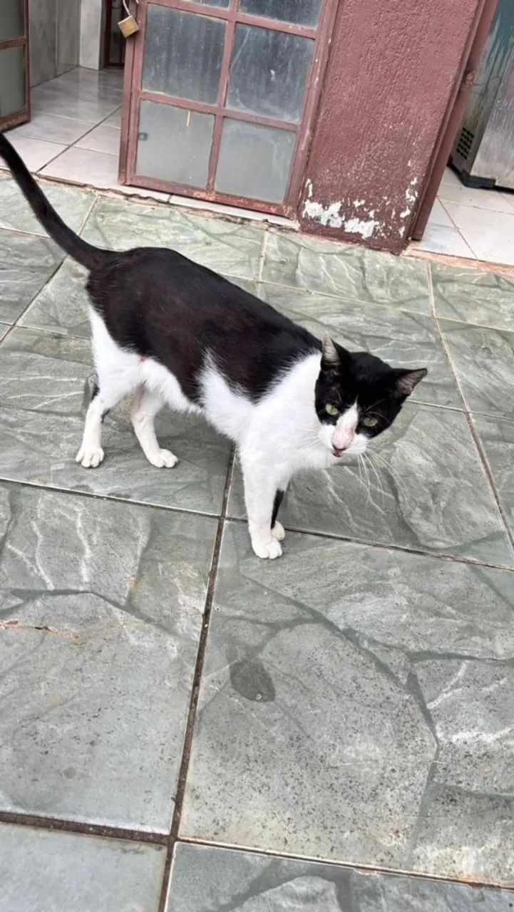 Gato castrado para adoção  - Foto 5