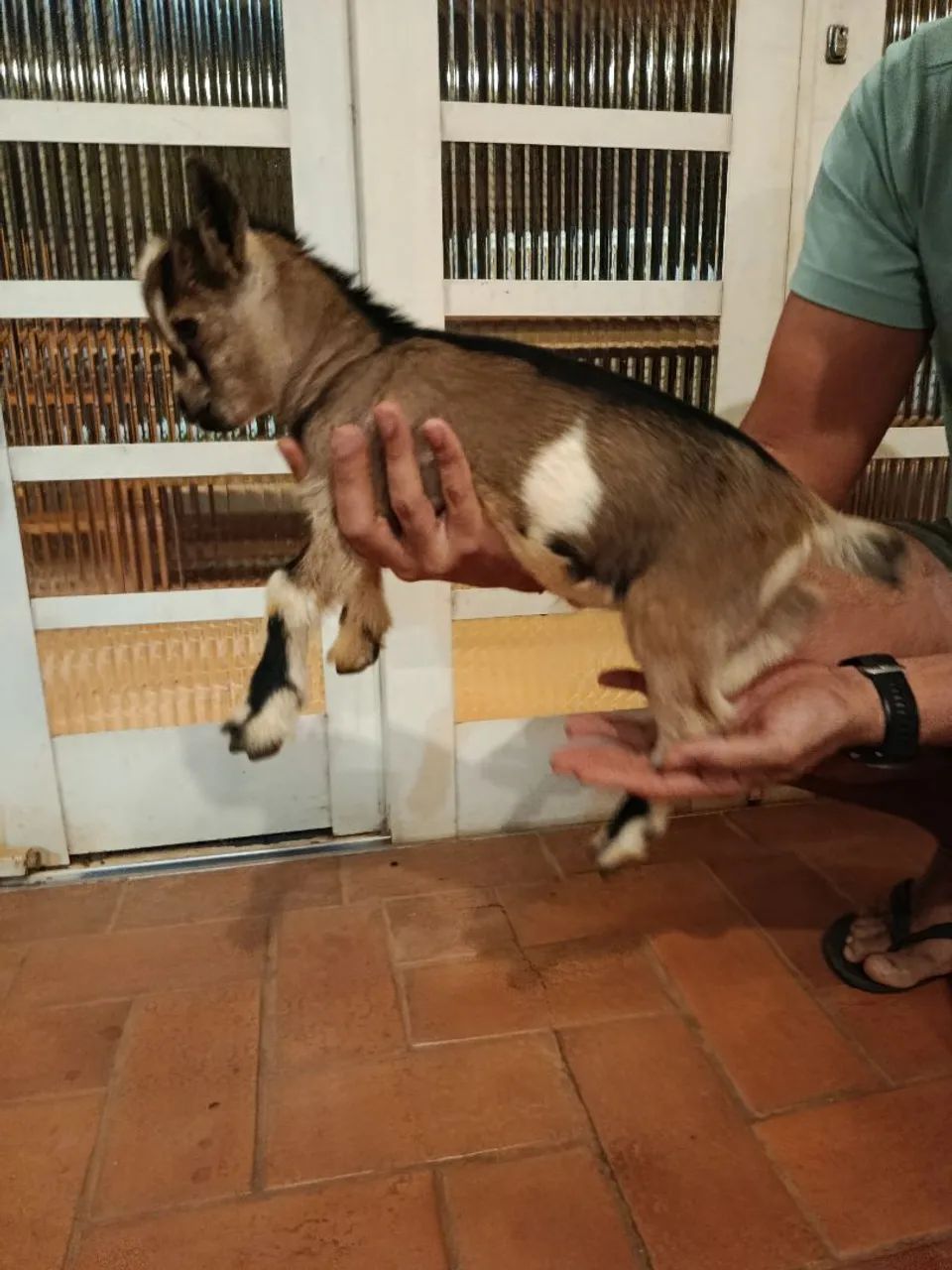 Mini bode/cabrito macho - Foto 4