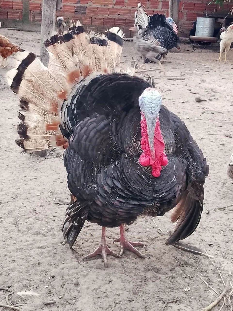 Peru macho adulto 