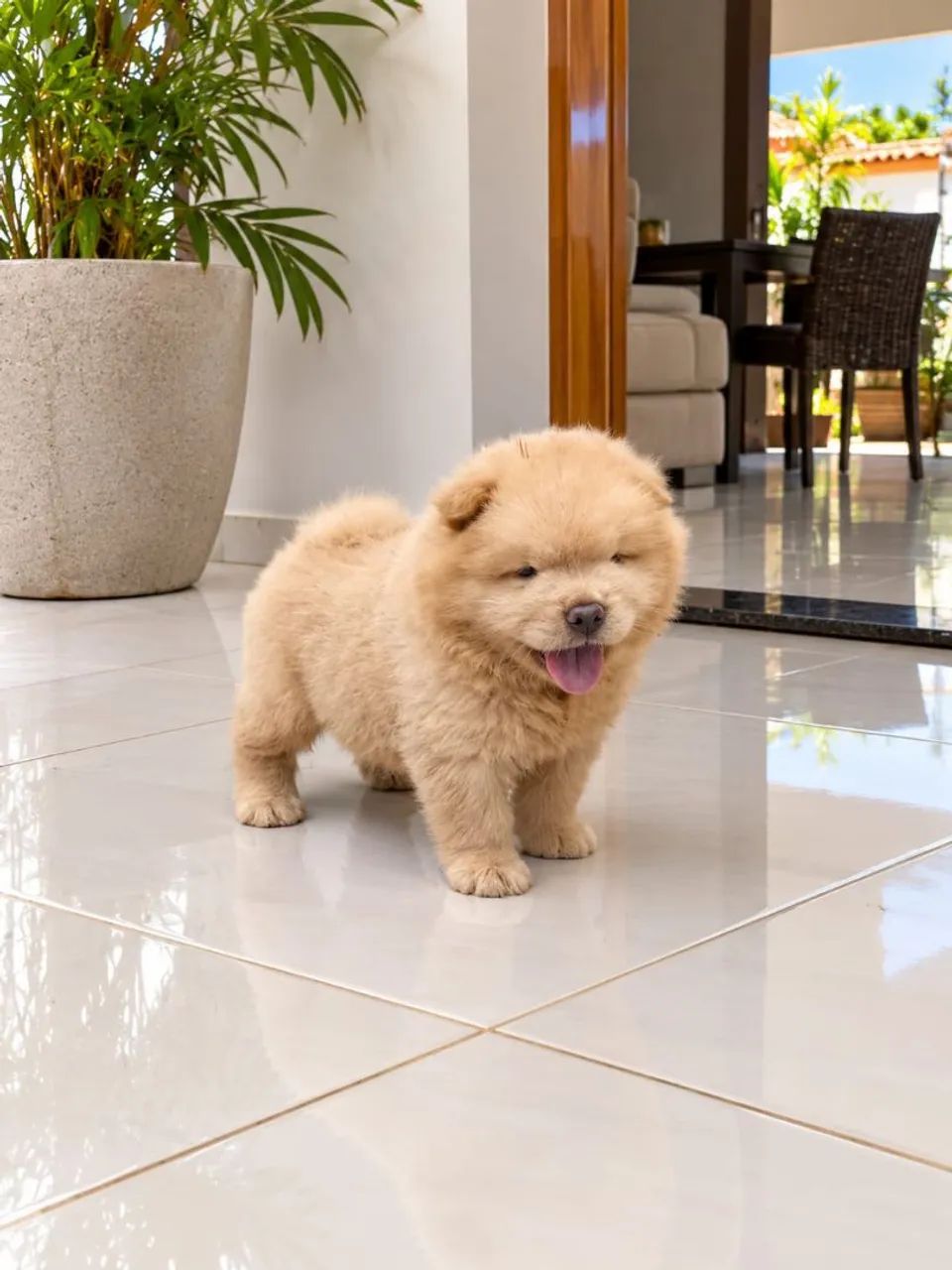 Chow chow 