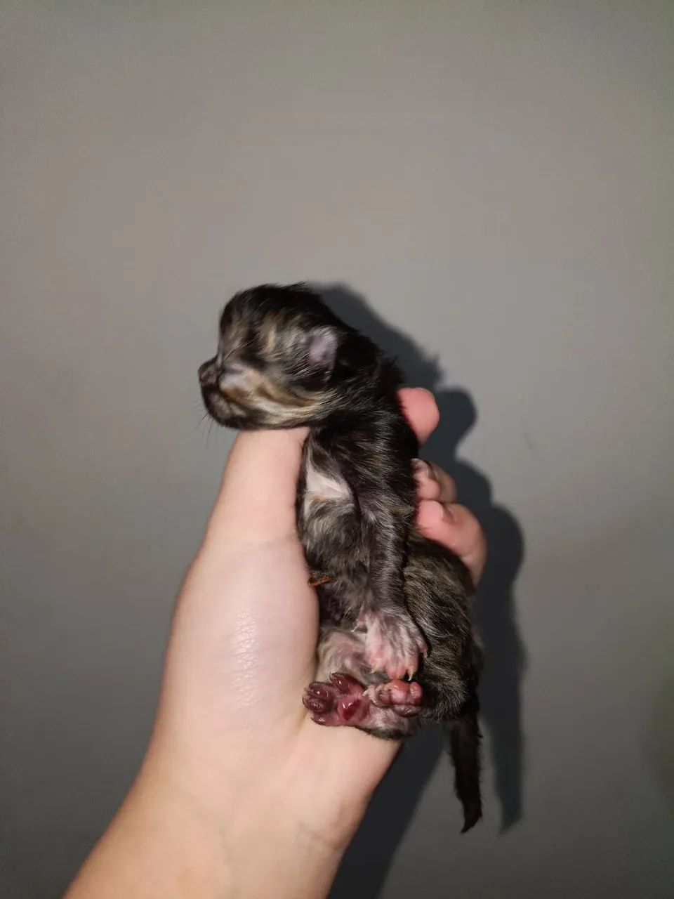 Gato persa - Foto 2