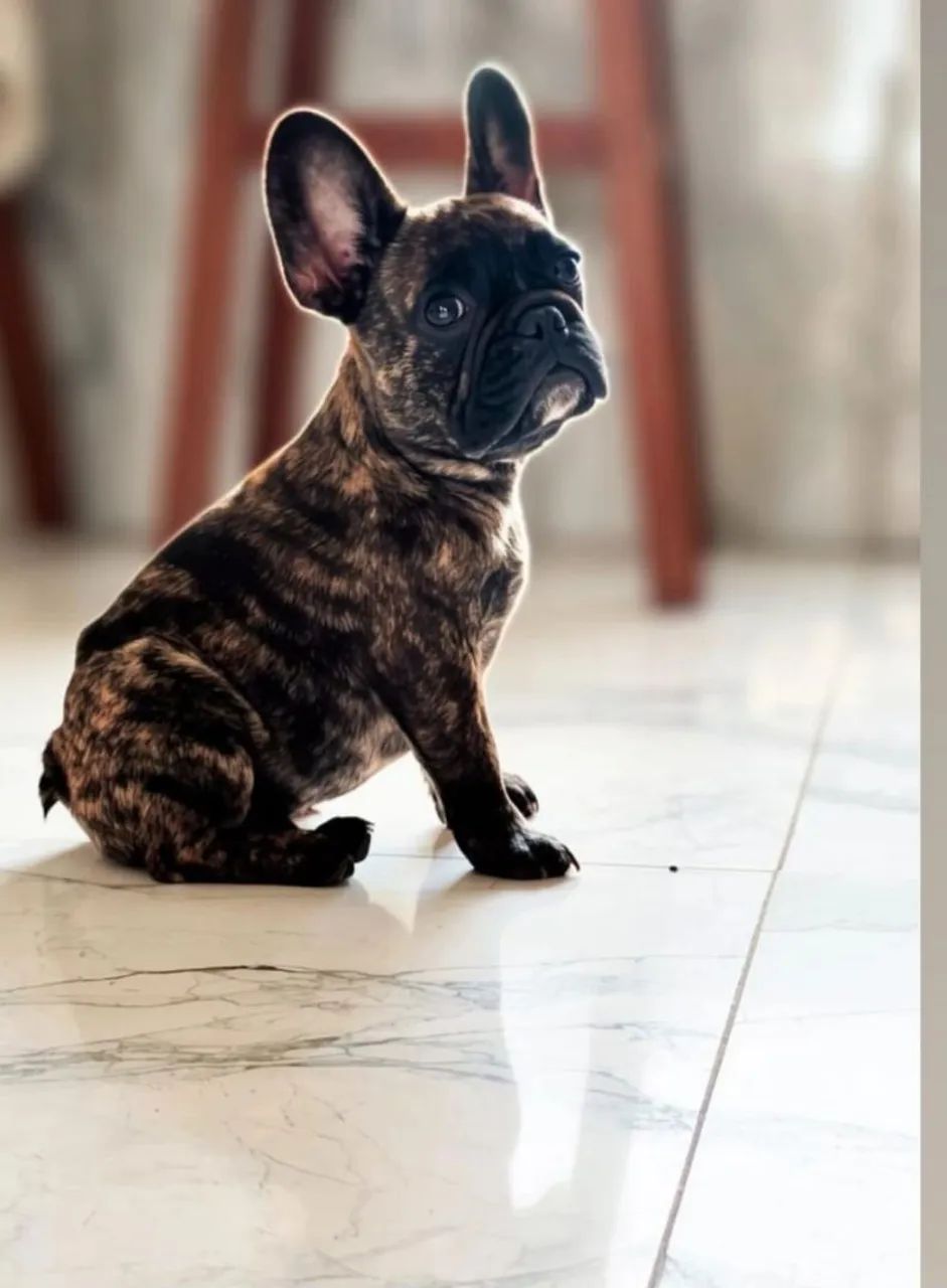 Bulldog 