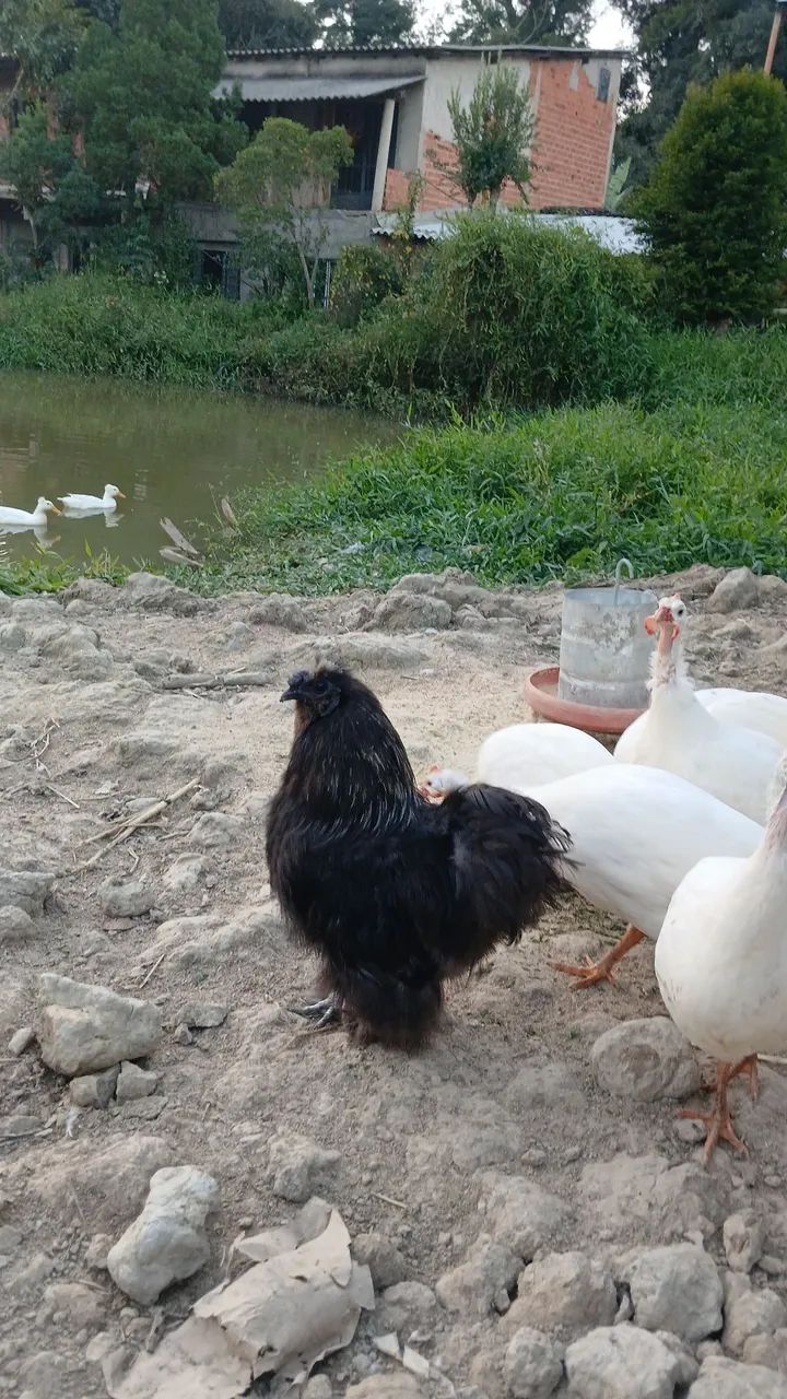 Angola Branca "Macho" - Foto 2