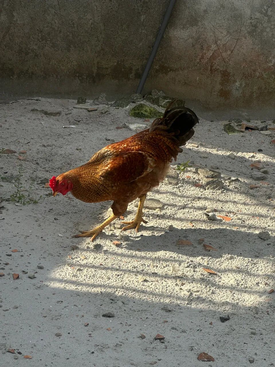 Galo  - Foto 4