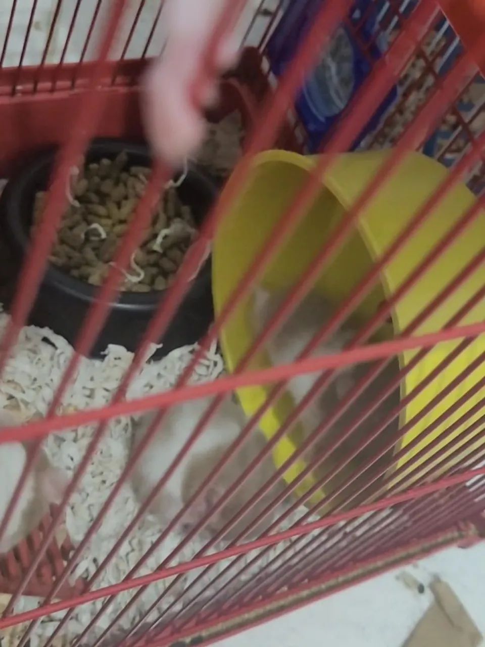 Vendo hamsters sírio filhotes  - Foto 2