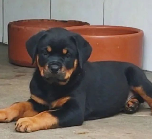 rottwiller filhote