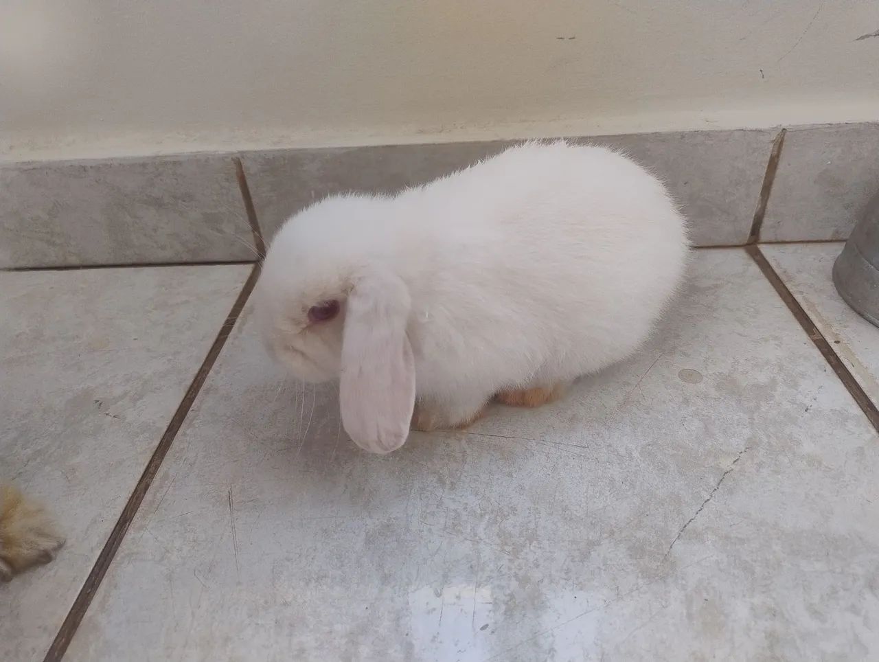 Coelho Mini lop - Foto 3