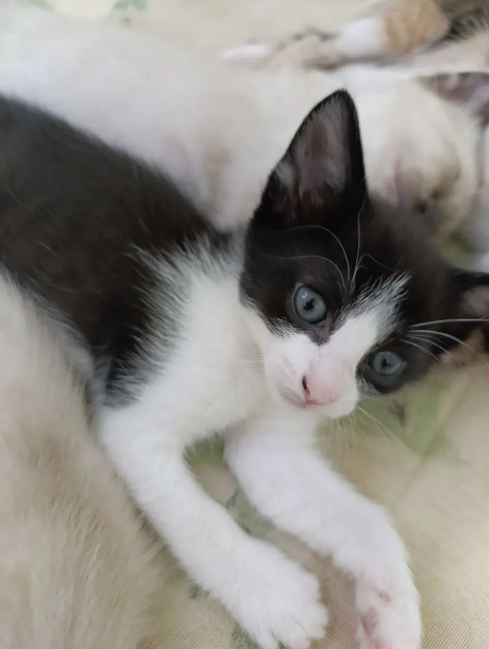 Adoção de gatinho macho - Foto 2