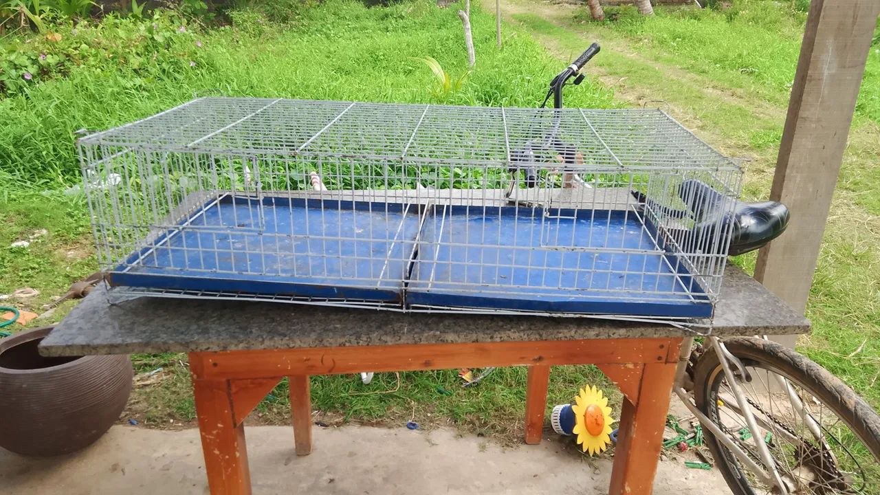 Pinteiro pra vender aceito troca  - Foto 2
