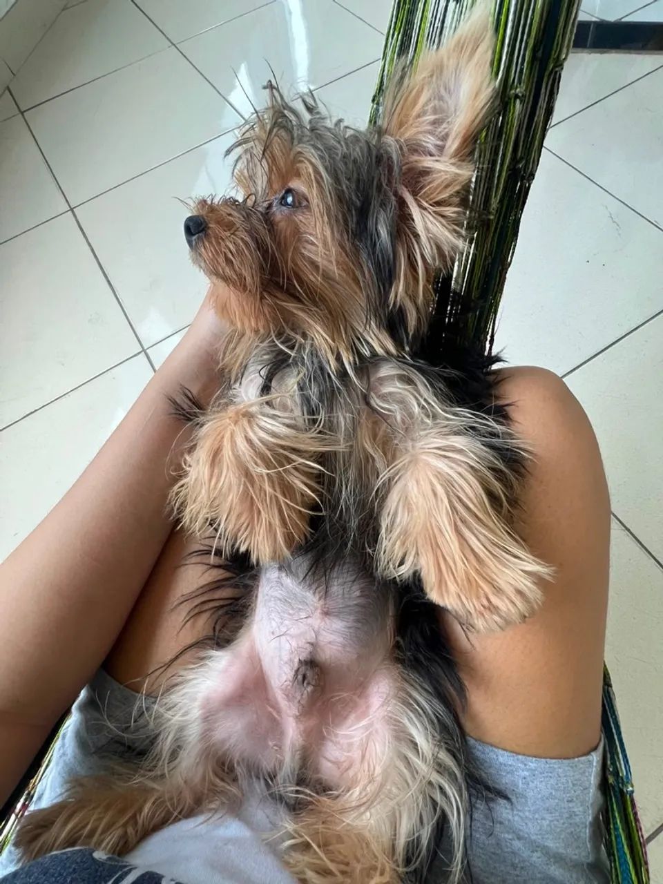 Yorkshire terrier 