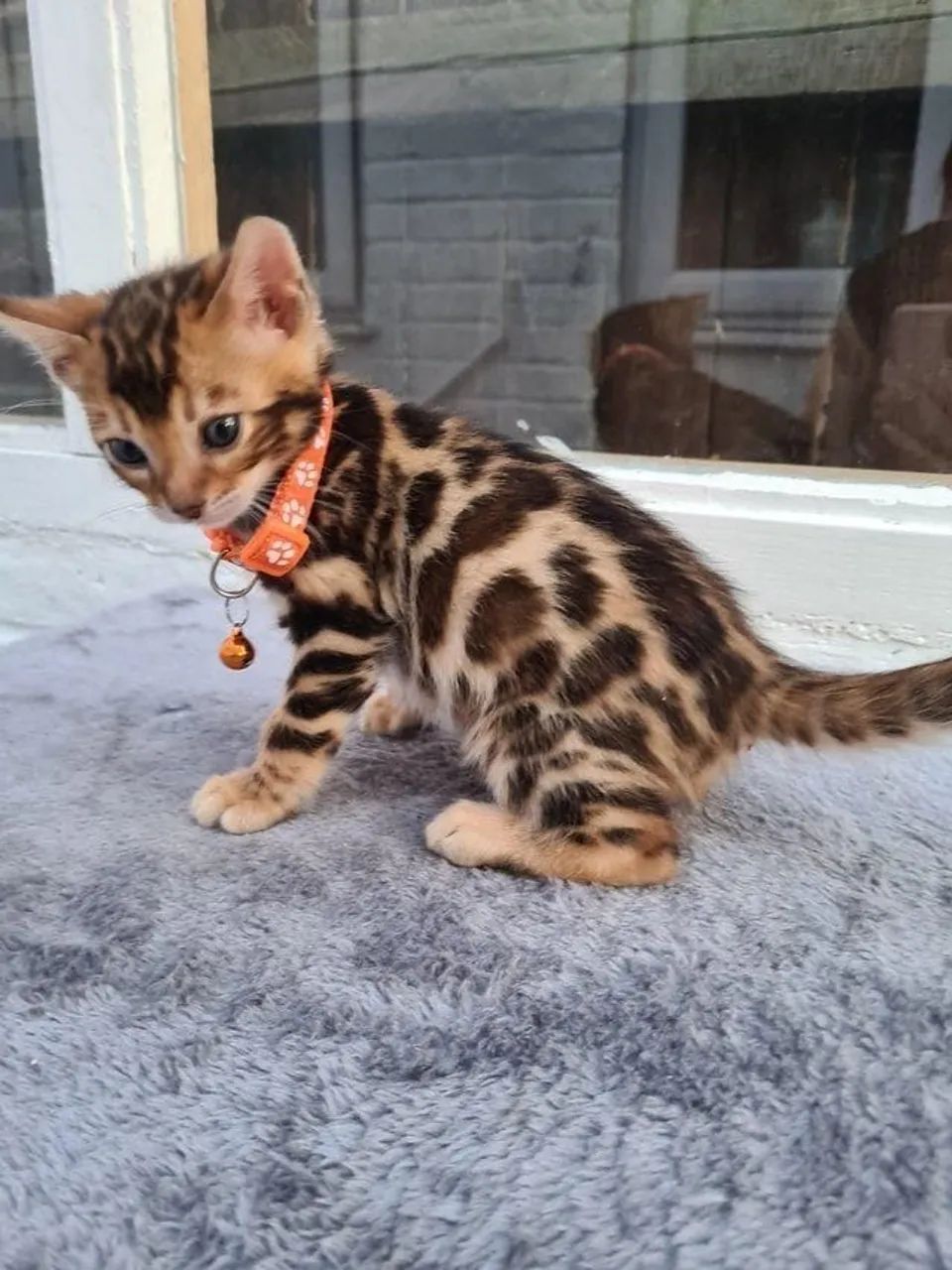 Bengal  - Foto 3